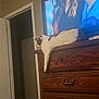 animal, black_and_white_cat, cabinet, carved, cat, dorm_room, dresser, electronics, furniture, home, indoor, lazy, living_space, paw, pet, relaxed, resting, screen, television, wood