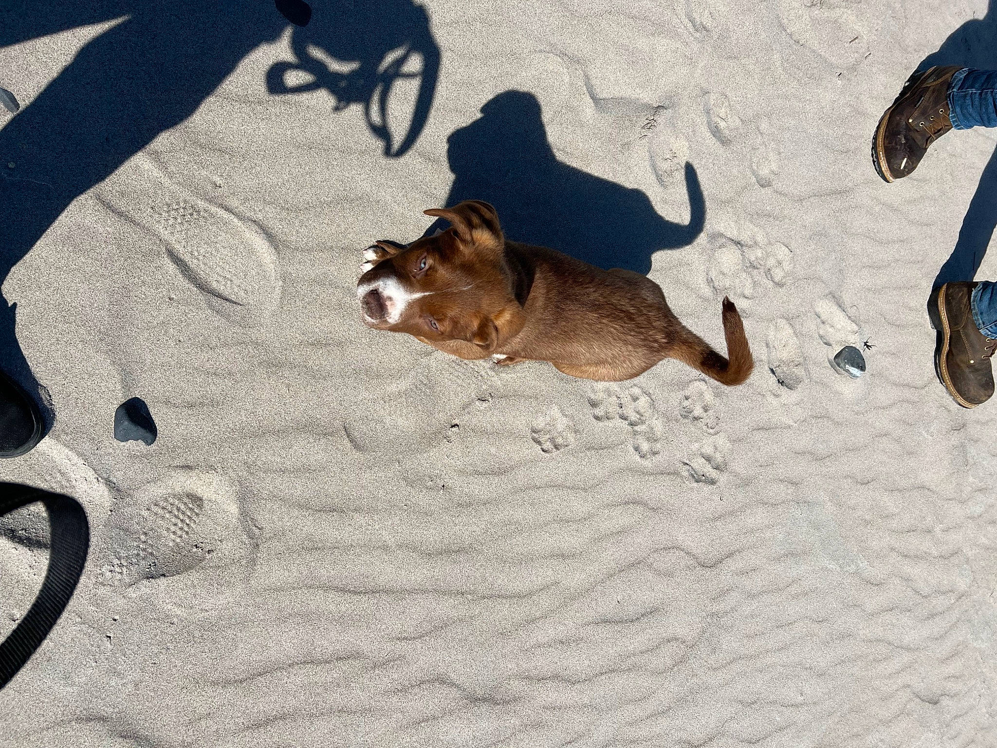 Grizzly joined the competition — help win amazing prizes! brown, canidae, carnivore, comfort, companion_dog, dog, dog_breed, fawn, linens, non_sporting_group, paw, shadow, sporting_group, tail, terrestrial_animal, wood, working_animal