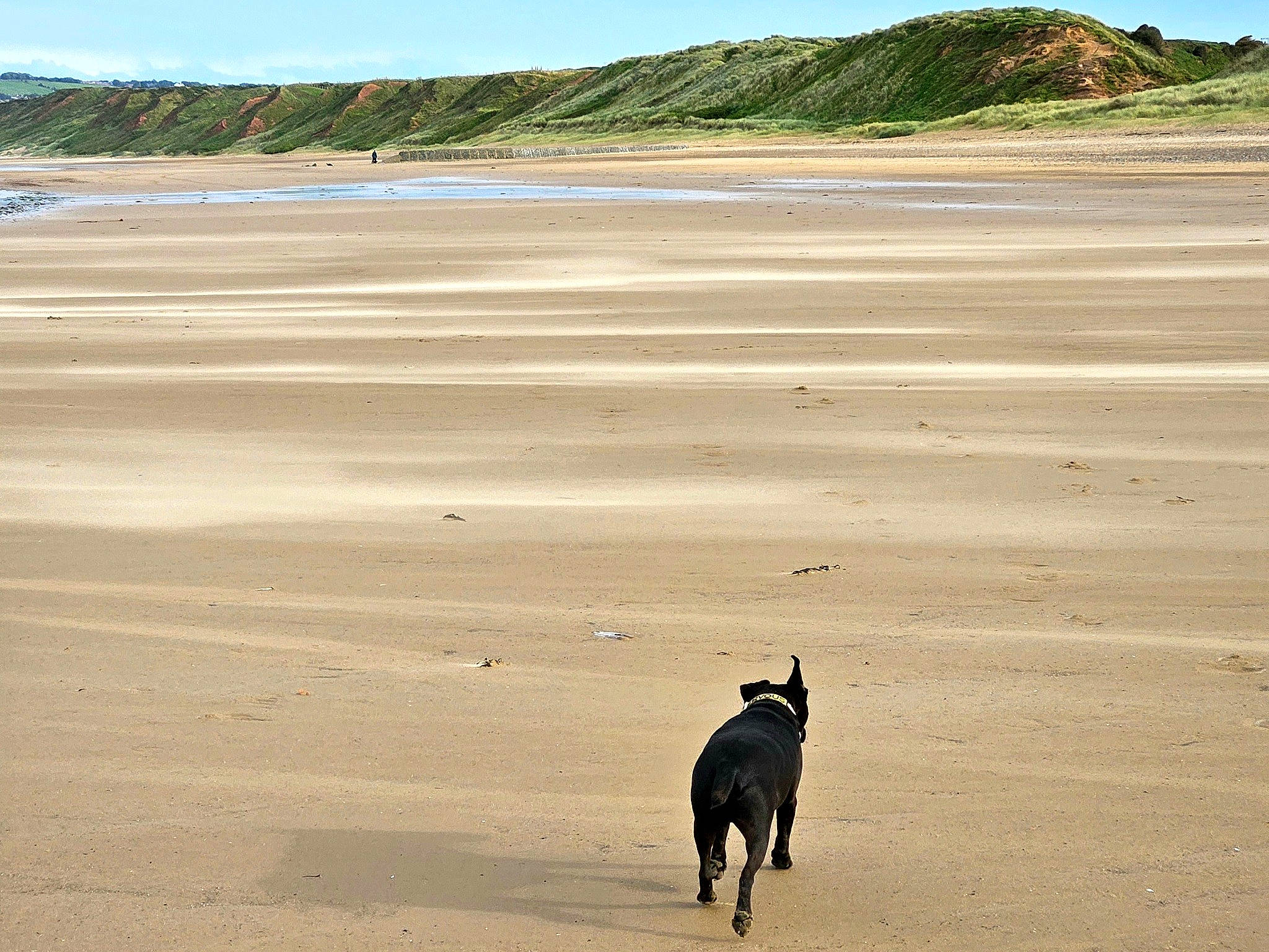 Nero joined the competition — help win amazing prizes! aeolian_landform, beach, carnivore, coast, dog, dog_breed, horizon, landscape, livestock, natural_environment, ocean, sand, shadow, shore, singing_sand, sky, soil, water, wind_wave, working_animal