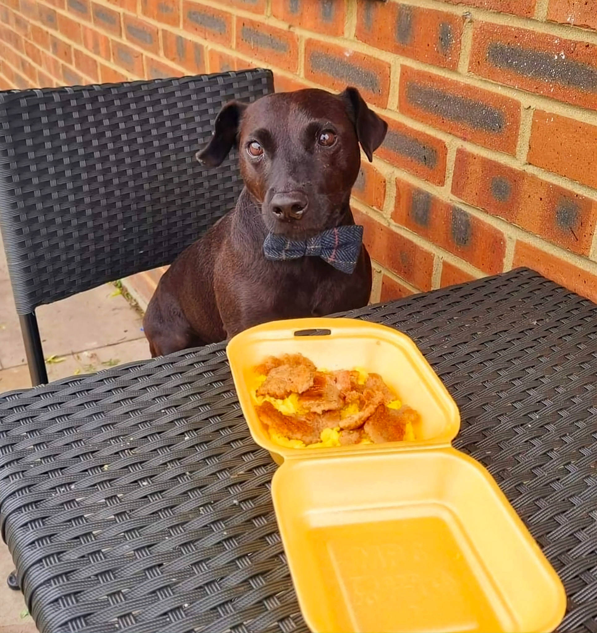 Nero joined the competition — help win amazing prizes! animal_feed, carnivore, chair, companion_dog, cuisine, dish, dog, dog_breed, dog_supply, food, food_storage_containers, ingredient, outdoor_furniture, pet_food, pet_supply, recipe, rectangle, table, tableware, working_animal