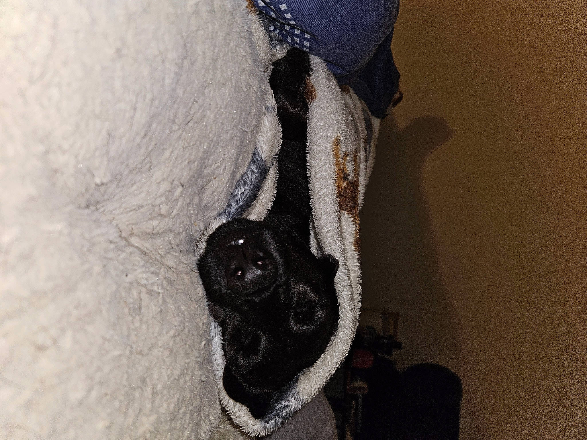 Nero joined the competition — help win amazing prizes! ankle, denim, dog_breed, eyelash, foot, freezing, fur, grey, human_leg, jaw, knee, neck, shadow, snout, sunglasses, thigh, waist, whiskers, wood, wrist