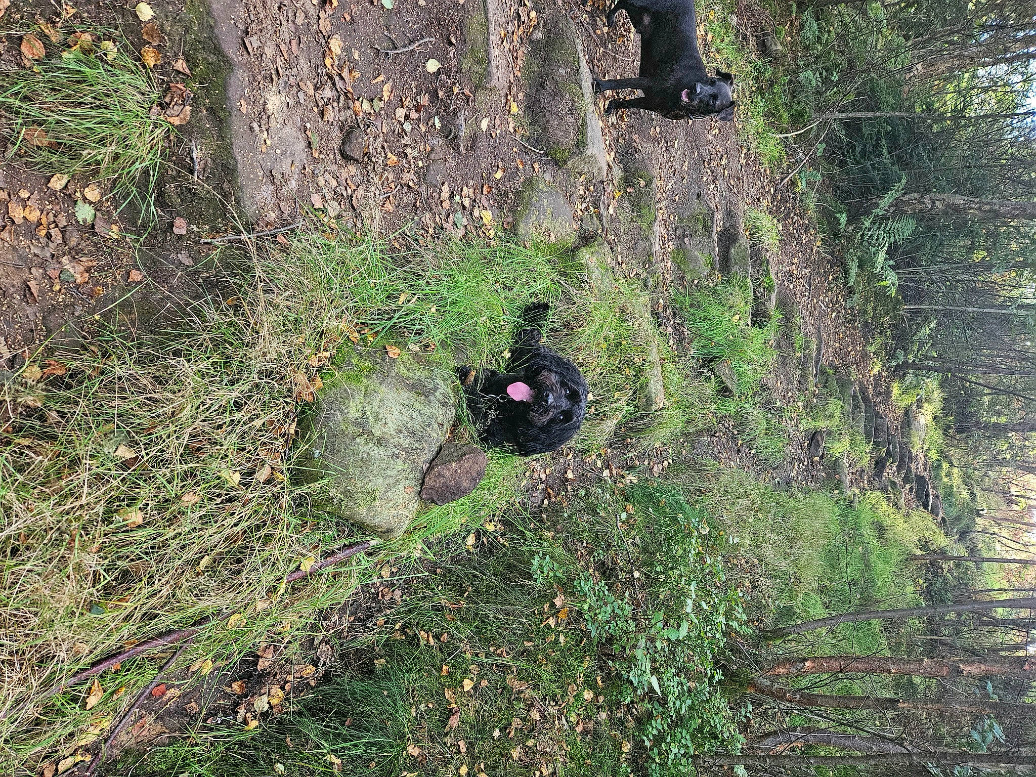 Nero is registered to the contest to win money with this photo: automotive_tire, automotive_wheel_system, biome, branch, garden, grass, grass_family, groundcover, landscape, plant, shrub, soil, terrestrial_animal, terrestrial_plant, tire, tree, trunk, wheel, wildlife, wood