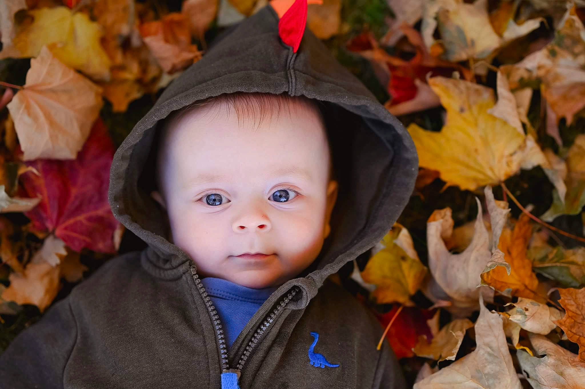 Nicolas participe au concours pour gagner de l'argent avec cette photo : baby, branch, cheek, child, deciduous, eye, grass, happy, head, headgear, mammal, outerwear, people_in_nature, person, plant, skin, toddler, twig, vertebrate, wood