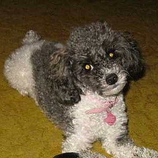 Kadie is registered to the contest to win money with this photo: bolonka, canidae, carnivore, companion_dog, dog, dog_breed, maltepoo, mammal, miniature_poodle, non_sporting_group, poodle, poodle_crossbreed, puppy, snout, spanish_water_dog, sporting_group, toy_dog, toy_poodle, vertebrate, water_dog