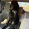 Miles is registered to the contest to win money with this photo: backseat, black_dog, car_interior, collar, curly_fur, dog, dog_toy, doodle, fur_texture, large_dog, leash, nose, palm_tree, pillow, portrait, seat, seat_belt, sitting, sunlight, window