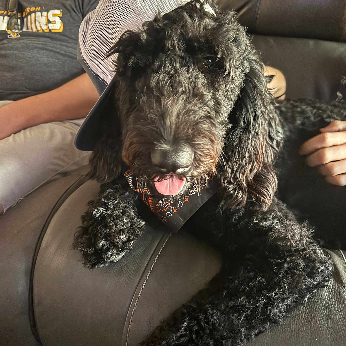 Miles is registered to the contest to win money with this photo: bandana, baseball_cap, beard, black_dog, close_up, couch, curly_fur, dog, doodle, indoors, leather_sofa, living_room, paw, pet_owner, poodle, portrait, relaxed, sofa, sunglasses_clipped, tongue_out