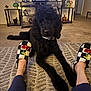 dog, doodle, black_dog, pet, slippers, checkered_slippers, legs, rug, carpet, living_room, shelf, decor, mushroom_decor, tv_stand, picture_frame, collar, paws, cozy, indoor, portrait