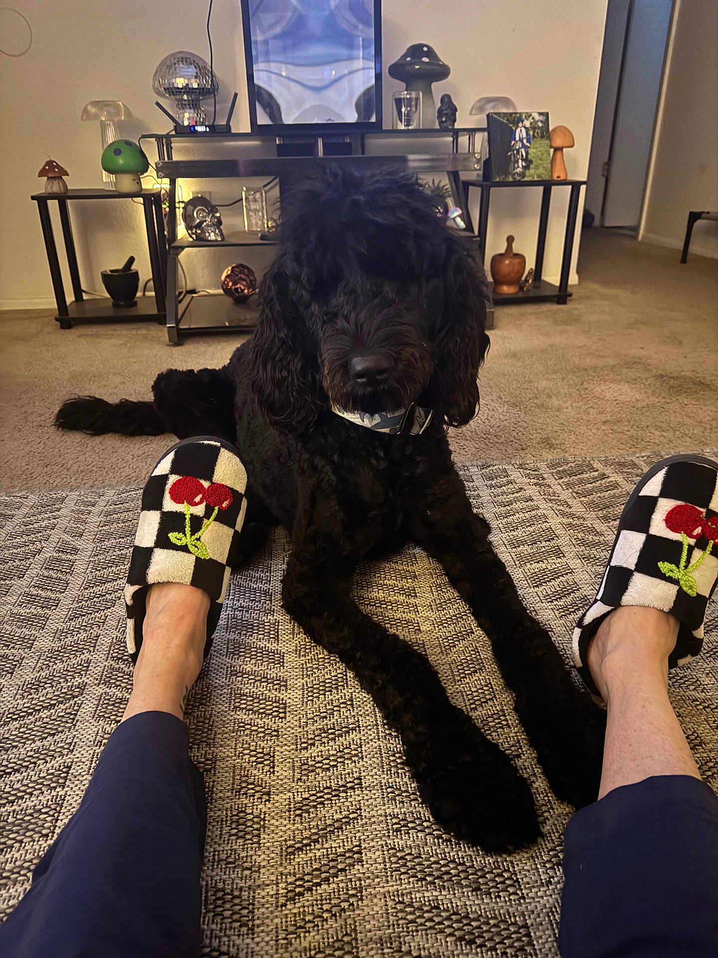 Miles joined the competition — help win amazing prizes! dog, doodle, black_dog, pet, slippers, checkered_slippers, legs, rug, carpet, living_room, shelf, decor, mushroom_decor, tv_stand, picture_frame, collar, paws, cozy, indoor, portrait