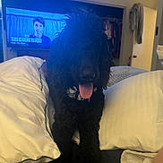 Miles is registered to the contest to win money with this photo: bed, bedding, bedroom, black_dog, blanket, closet, clothes, collar, dog, foot, fur, human_face, indoor, nightstand, pet, pillow, portrait, television, tongue, tv_screen