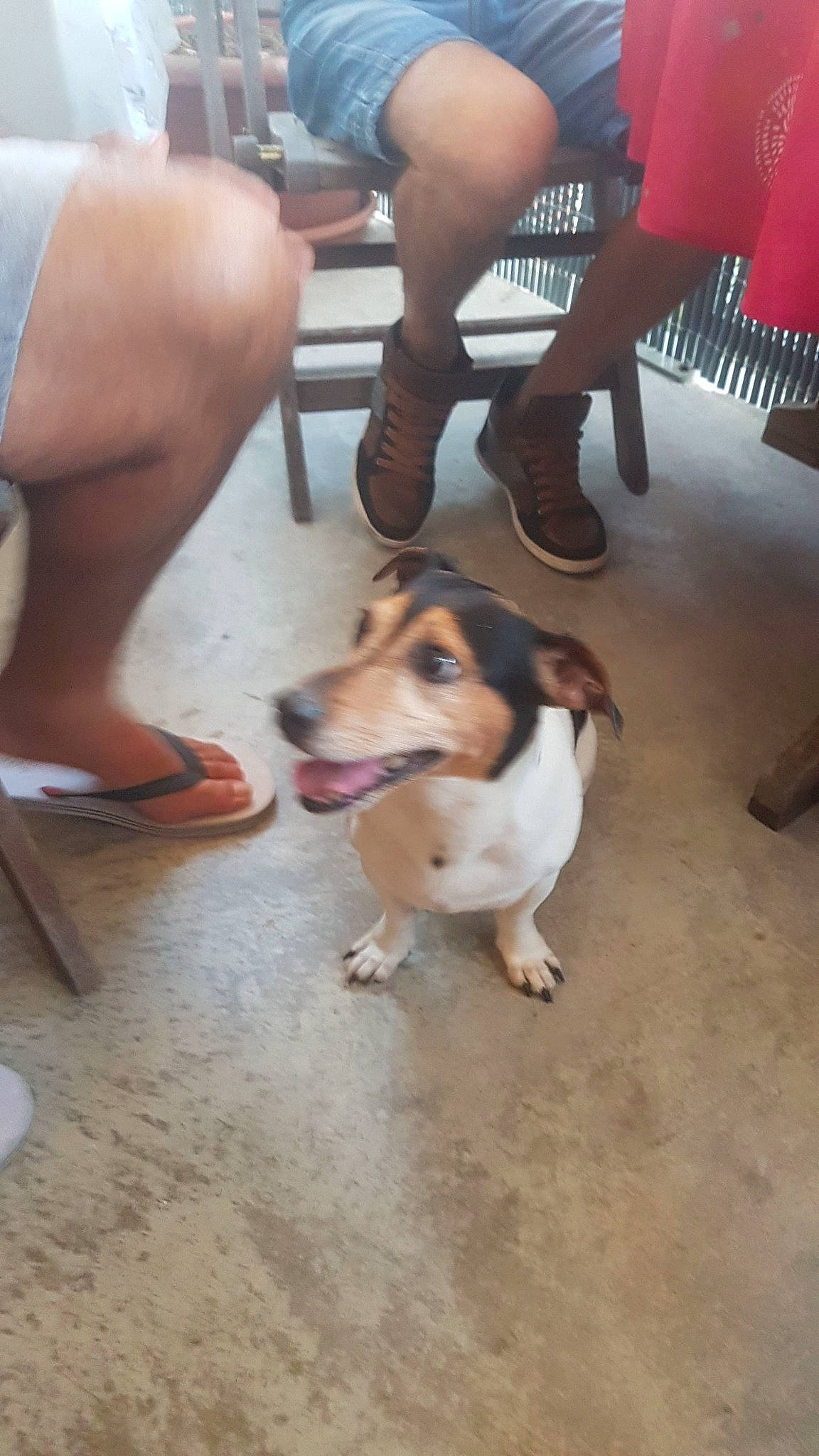 Flash participe au concours pour gagner de l'argent avec cette photo : beagle, canidae, carnivore, companion_dog, dog, dog_breed, fawn, jack_russell_terrier, leg, mammal, ratonero_bodeguero_andaluz, vertebrate