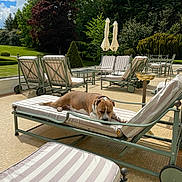 Kenza participe au concours pour gagner de l'argent avec cette photo : dog, lounge_chair, outdoor, patio, garden, trees, sunny, relaxation, cushion, furniture, greenery, daylight, canine, resting, nature, grass, umbrella, leisure, summer, comfort