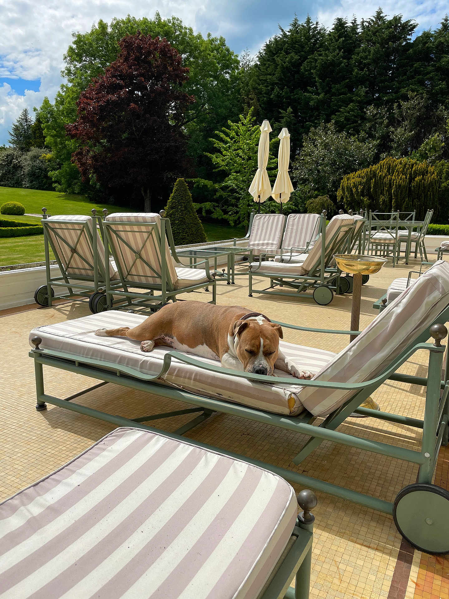 Kenza participe au concours pour gagner de l'argent avec cette photo : dog, lounge_chair, outdoor, patio, garden, trees, sunny, relaxation, cushion, furniture, greenery, daylight, canine, resting, nature, grass, umbrella, leisure, summer, comfort
