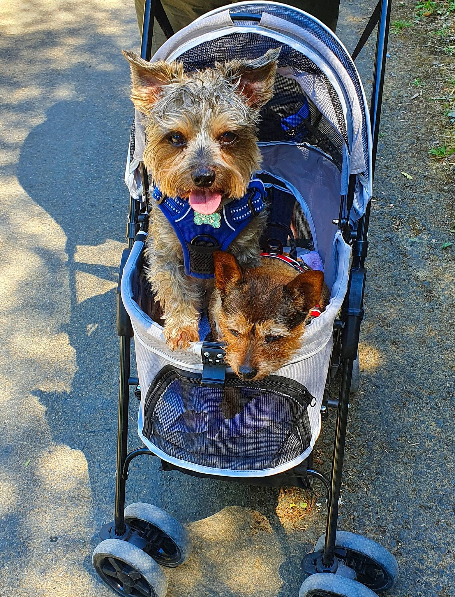 Marley participe au concours pour gagner de l'argent avec cette photo : australian_terrier, canidae, carnivore, collar, companion_dog, dog, dog_breed, dog_clothes, dog_supply, electric_blue, fashion_accessory, fur, leash, meat, road_surface, small_terrier, snout, sporting_group, terrier, toy_dog