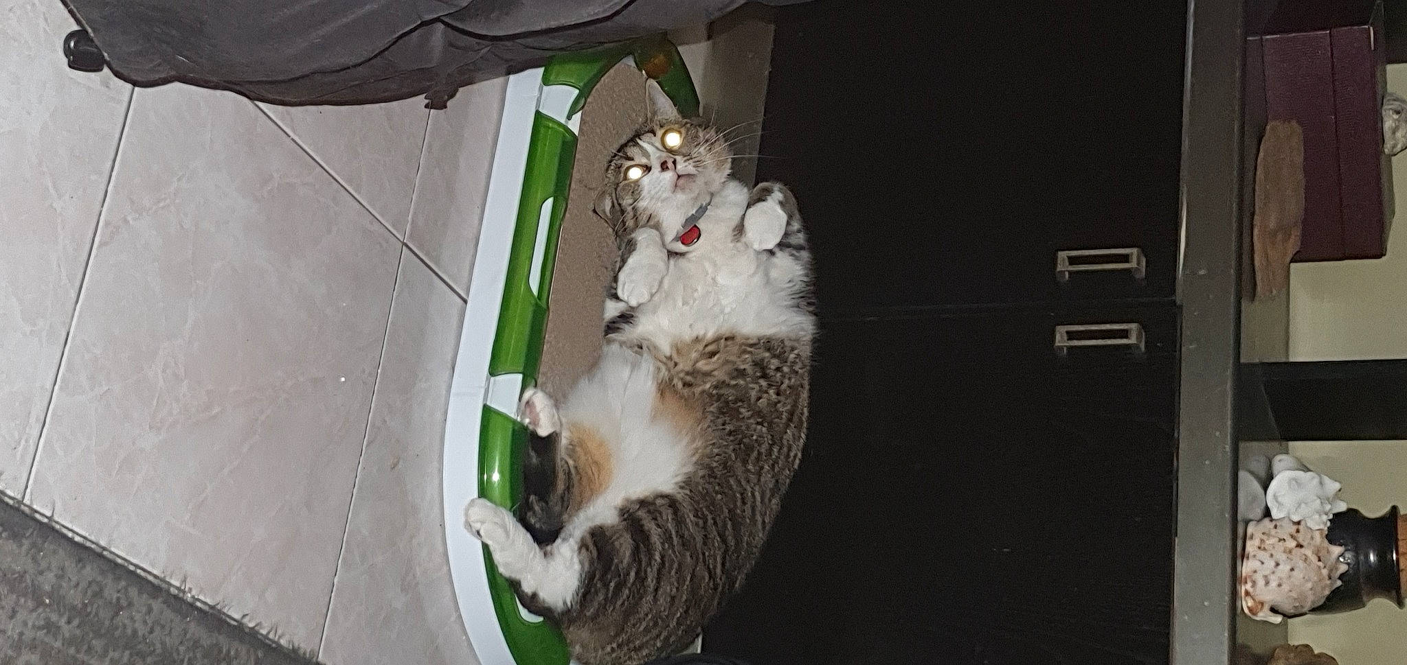 Mia participe au concours pour gagner de l'argent avec cette photo : auto_part, canidae, carnivore, cat, claw, domestic_short_haired_cat, door, felidae, fur, paw, small_to_medium_sized_cats, snout, tail, whiskers