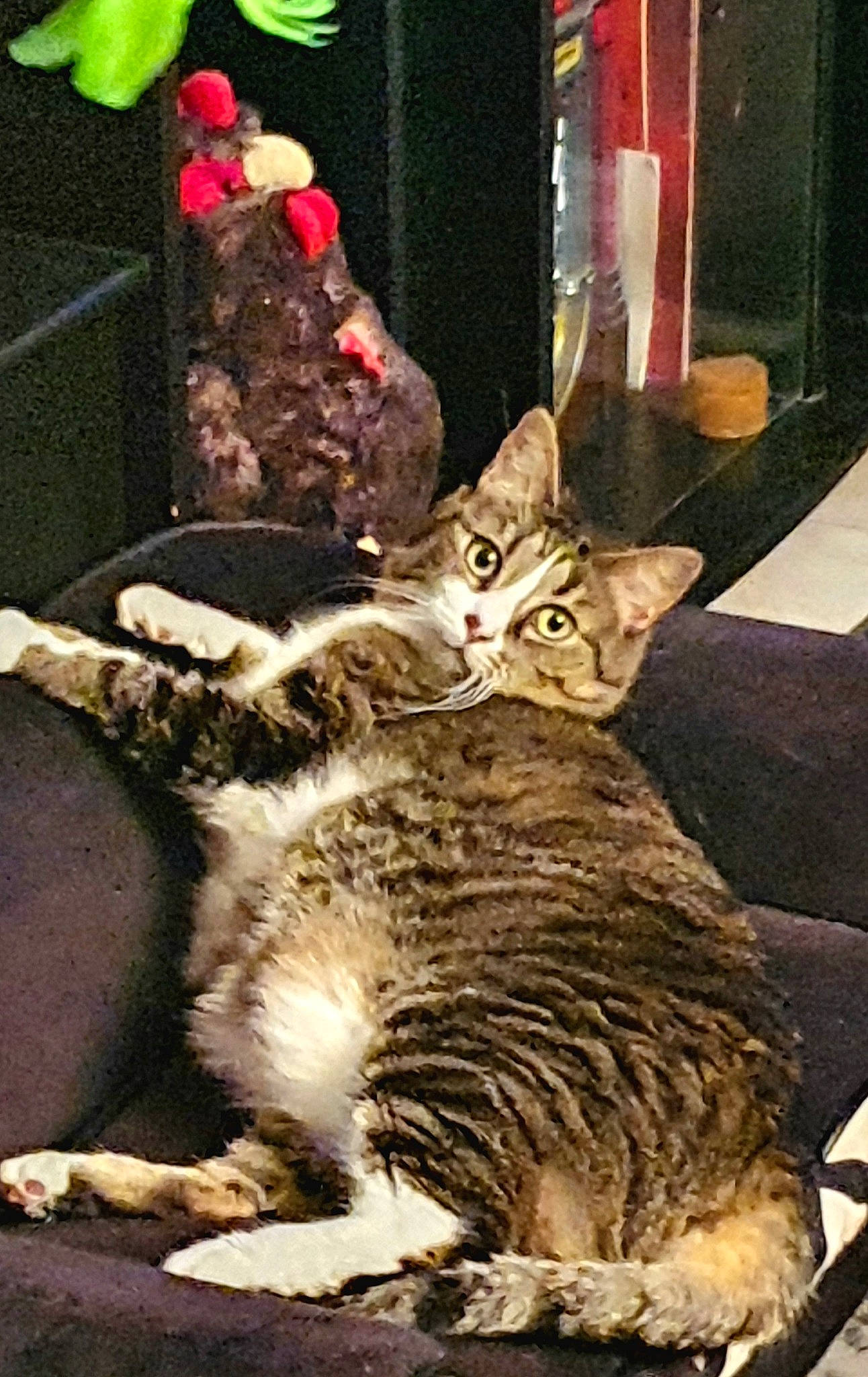 Mia participe au concours pour gagner de l'argent avec cette photo : carnivore, cat, cat_supply, claw, domestic_short_haired_cat, felidae, fur, natural_material, paw, small_to_medium_sized_cats, tail, terrestrial_animal, whiskers, wildlife