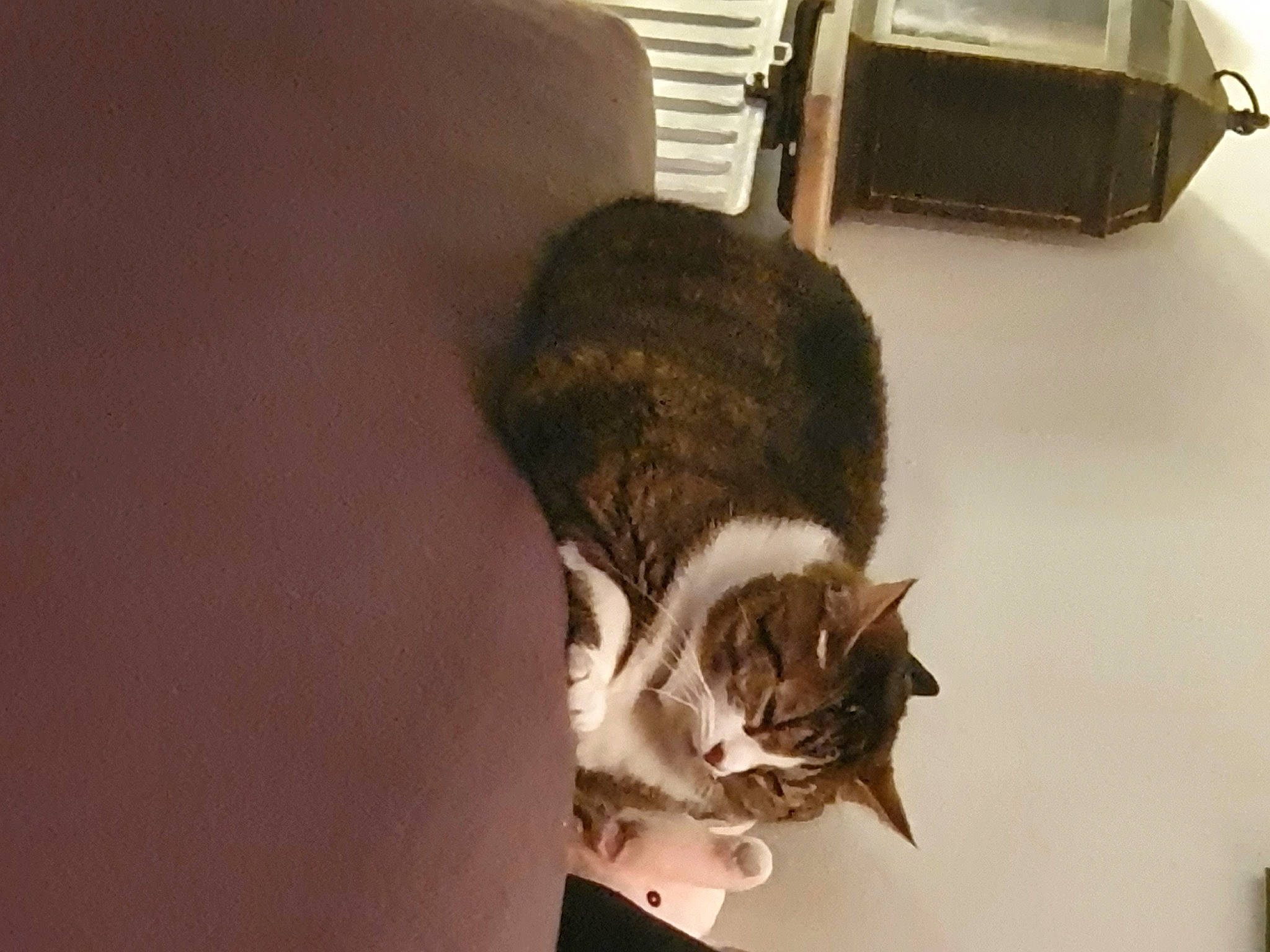 Mia a rejoint le concours — aidez-le/la à gagner de superbes lots ! carnivore, cat, cat_supply, comfort, domestic_short_haired_cat, felidae, flooring, fur, hardwood, room, small_to_medium_sized_cats, snout, tail, whiskers, window, wood