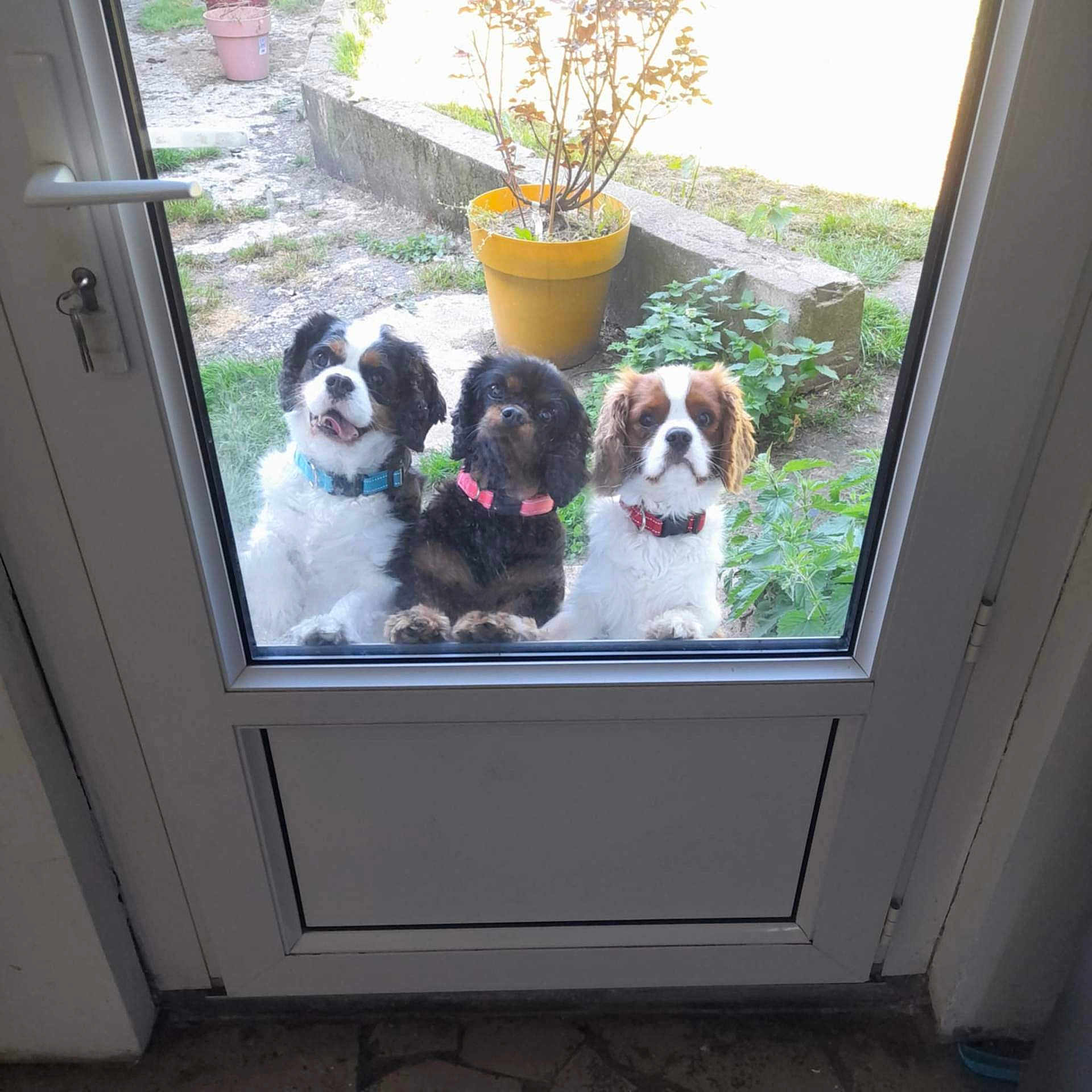 O'Lady participe au concours pour gagner de l'argent avec cette photo : animal, architecture, canine, dog, door, grass, herbal, herbs, jar, nature, outdoors, pet, plant, planter, pottedplant, pottery, puppy, vase, window, windowsill