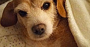 Mommas Obie joined the competition — help win amazing prizes! dog, puppy, brown_fur, small_dog, lying_down, blanket, cozy, indoors, pet, portrait, close_up, floppy_ears, brown_and_white, black_nose, dark_eyes, cuddly, bedding, rug, relaxed, sleepy
