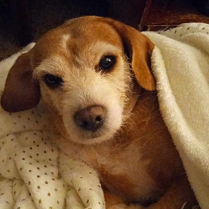 Mommas Obie