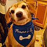 Mommas Obie joined the competition — help win amazing prizes! dog, pet, canine, portrait, sitting, blue_bandana, collar, bone_symbol, brown_fur, floppy_ears, black_nose, dark_eyes, kitchen, wooden_cabinets, sunflower_mat, indoor, home, cute, funny_expression, animal_photography