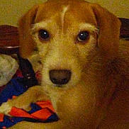 Mommas Obie is registered to the contest to win money with this photo: dog, puppy, golden_brown, close_up, portrait, face, eyes, nose, floppy_ears, indoor, dim_lighting, grainy, blurry, colorful_clothing, fabric, couch, home, pet, adorable, staring