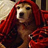 Mommas Obie joined the competition — help win amazing prizes! dog, canine, pet, animal, portrait, blanket, plaid, red_blanket, cozy, indoors, couch, pillow, sitting, face, eyes, nose, collar, brown_and_white, striped_background, home