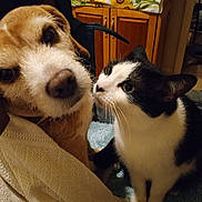Hick Up Blackie is registered to the contest to win money with this photo: dog, cat, pet, animal, black_and_white_cat, brown_dog, nose_to_nose, friendship, curious, portrait, close_up, indoors, kitchen, cabinet, blanket, towel, furniture, whiskers, fur, cozy