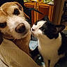 dog, cat, pet, animal, black_and_white_cat, brown_dog, nose_to_nose, friendship, curious, portrait, close_up, indoors, kitchen, cabinet, blanket, towel, furniture, whiskers, fur, cozy