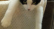 Hick Up Blackie is registered to the contest to win money with this photo: cat, black_and_white, tuxedo_cat, pet, animal, face, eyes, whiskers, ears, paws, fur, sitting, lounging, chair, cushion, living_room, lamp, blanket, indoor, portrait