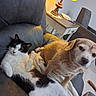 cat, dog, pets, animal, black_and_white_cat, brown_dog, sleepy, relaxed, cuddling, recliner, blanket, indoor, living_room, furniture, lamp, dining_table, chair, cozy, home, portrait