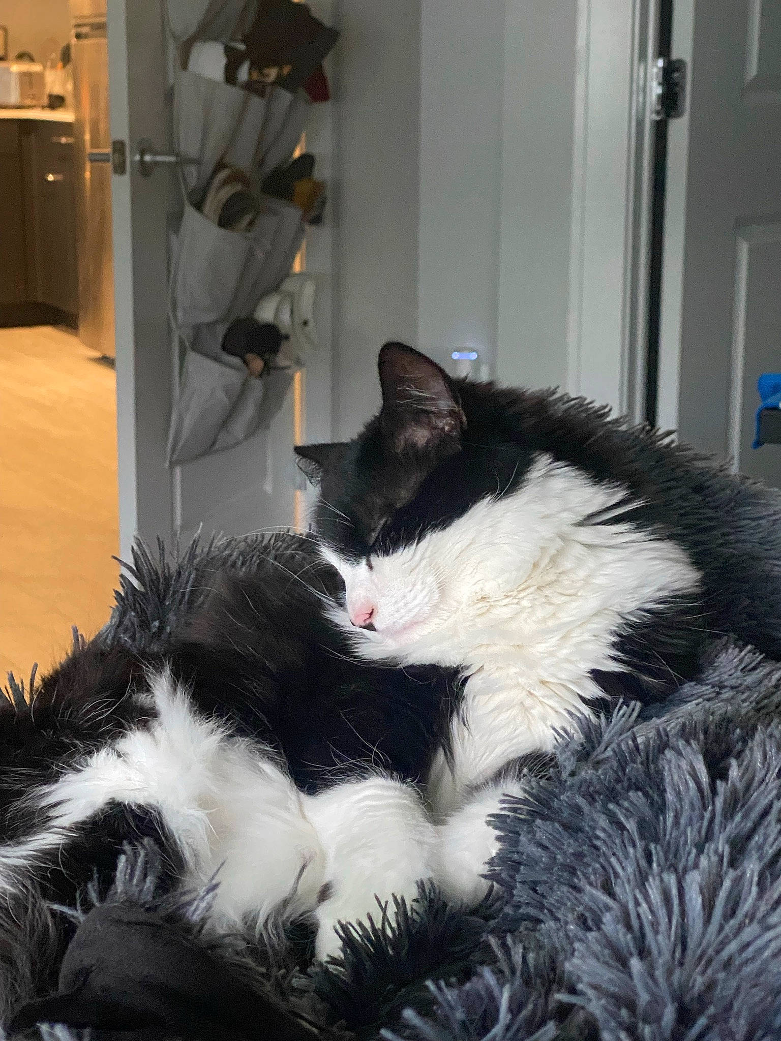 Boo joined the competition — help win amazing prizes! art, canidae, carnivore, cat, claw, domestic_short_haired_cat, event, felidae, fur, monochrome_photography, paw, room, small_to_medium_sized_cats, snout, tail, whiskers, window, winter