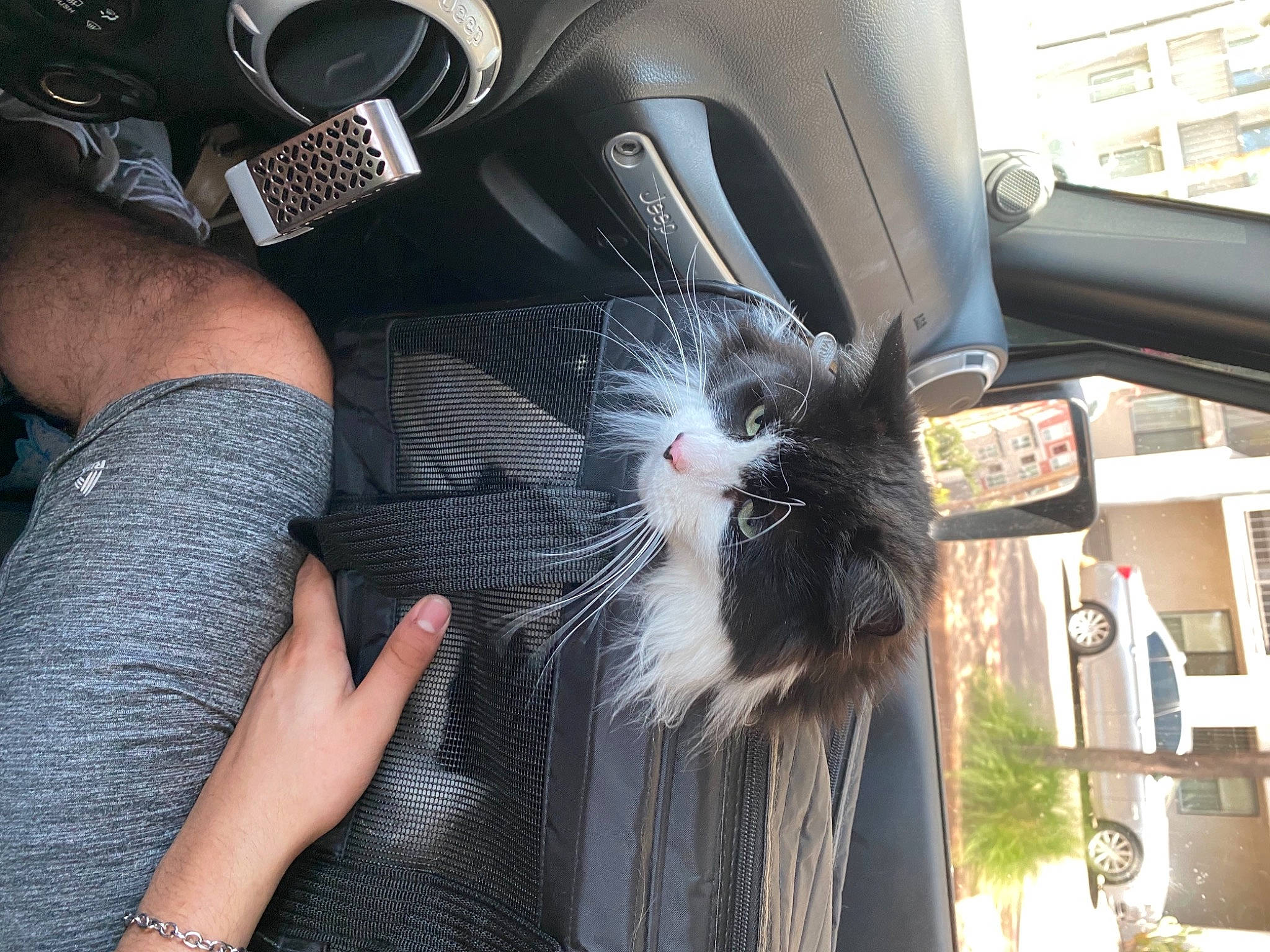 Boo is registered to the contest to win money with this photo: automotive_exterior, automotive_lighting, automotive_tire, car, carnivore, cat, comfort, felidae, fender, human_leg, motor_vehicle, nail, plant, small_to_medium_sized_cats, snout, steering_wheel, vehicle, vehicle_door, whiskers, window