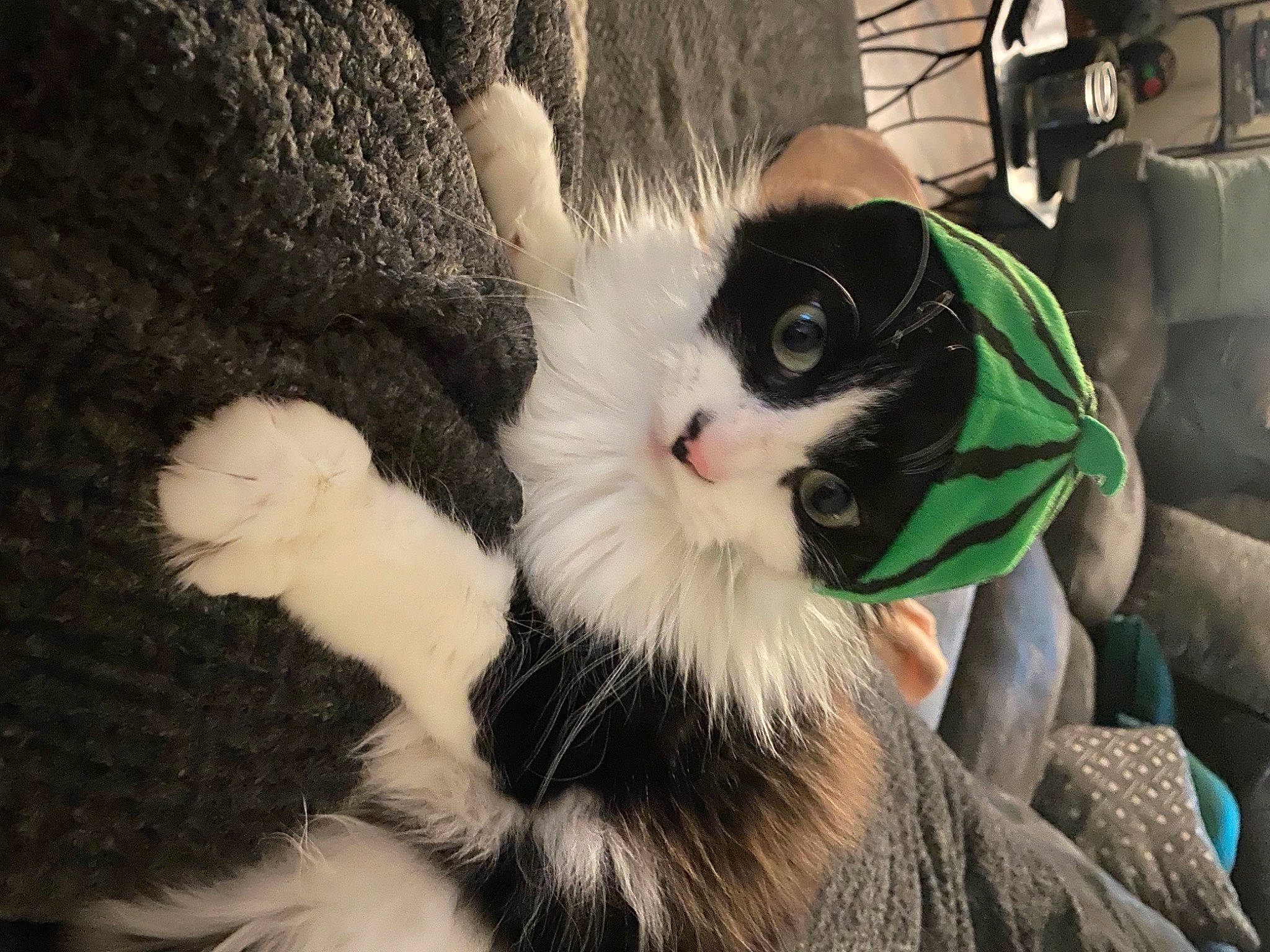 Boo is registered to the contest to win money with this photo: carnivore, cat, claw, comfort, domestic_short_haired_cat, eye, eyewear, felidae, fur, grass, head, moustache, paw, small_to_medium_sized_cats, snout, sunglasses, tail, tree, whiskers