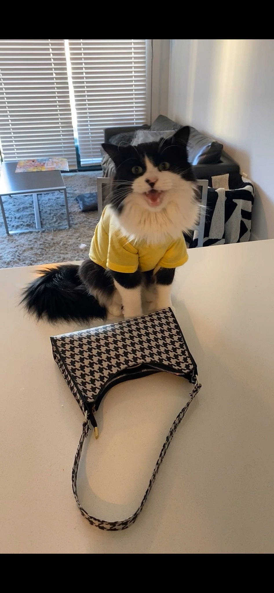 Boo is registered to the contest to win money with this photo: abdomen, black_hair, carnivore, cat, fashion_design, felidae, headgear, human_body, human_leg, knee, long_hair, neck, outerwear, shoulder, small_to_medium_sized_cats, tail, thigh, trunk, waist, whiskers