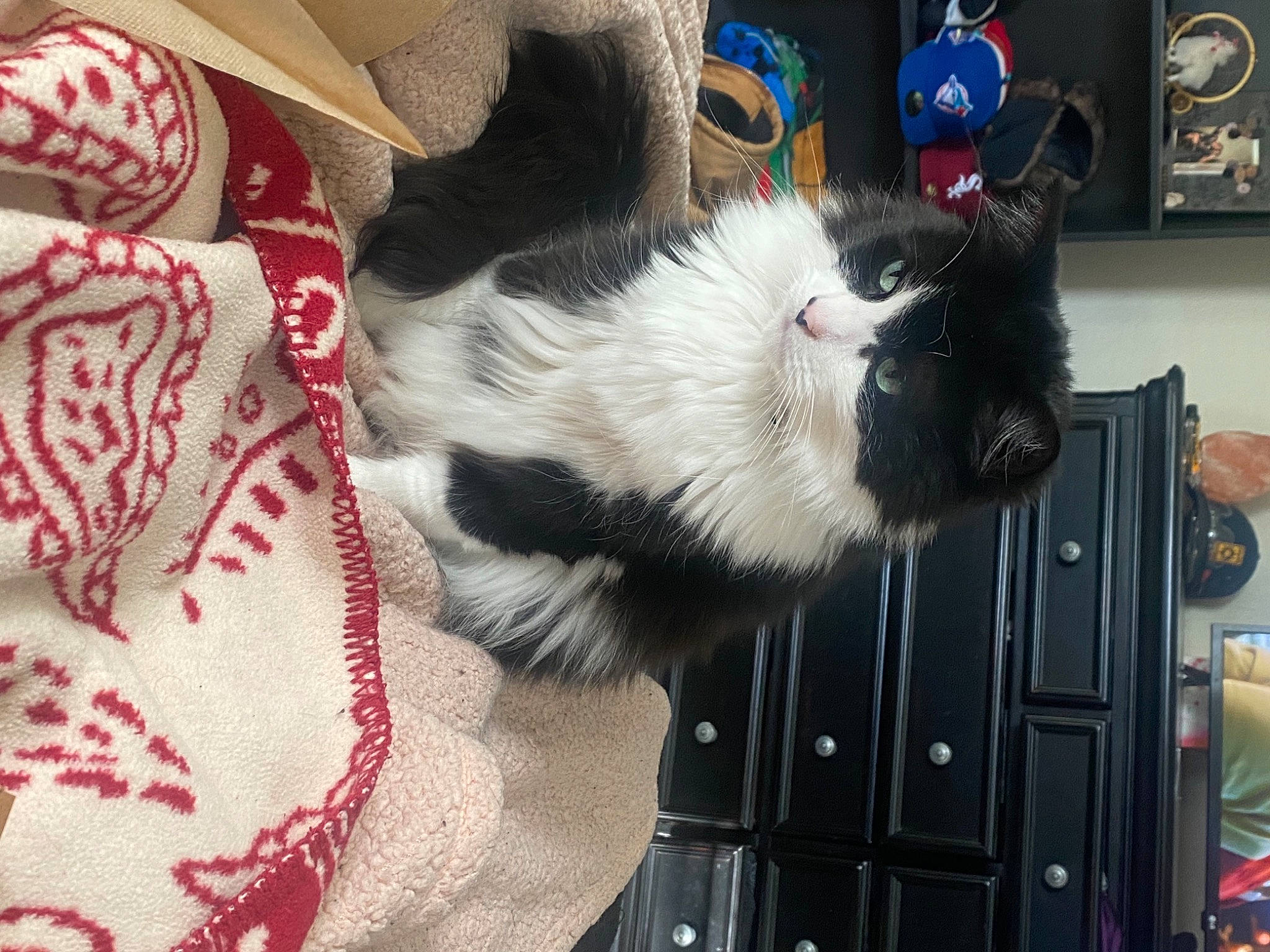 Boo is registered to the contest to win money with this photo: carmine, carnivore, cat, claw, comfort, companion_dog, domestic_short_haired_cat, felidae, fur, lap, mammal, paw, picture_frame, small_to_medium_sized_cats, snout, tail, vertebrate, whiskers