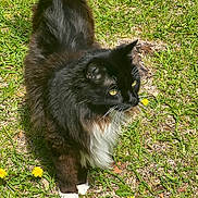 Jackson Jackword is registered to the contest to win money with this photo: cat, black_cat, white_chest, fluffy_fur, long_hair, green_grass, outdoor, garden, dandelions, yellow_flowers, animal, pet, feline, tuxedo_cat, golden_eyes, whiskers, pointed_ears, standing, nature, sunlight