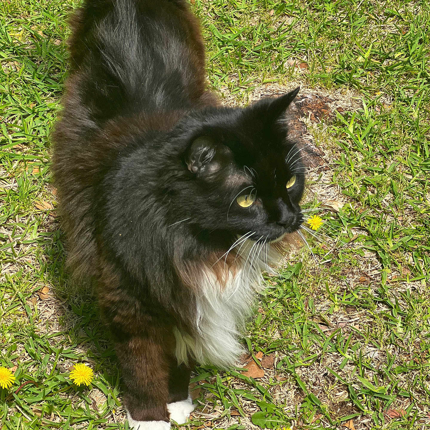 Jackson Jackword is registered to the contest to win money with this photo: cat, black_cat, white_chest, fluffy_fur, long_hair, green_grass, outdoor, garden, dandelions, yellow_flowers, animal, pet, feline, tuxedo_cat, golden_eyes, whiskers, pointed_ears, standing, nature, sunlight
