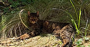 Tigger De James joined the competition — help win amazing prizes! cat, tabby_cat, animal, pet, feline, lying_down, outdoors, garden, grass, pebbles, rocks, wooden_fence, sunlight, shadows, wildlife, nature, relaxed, portrait, whiskers, striped_fur