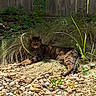 cat, tabby_cat, animal, pet, feline, lying_down, outdoors, garden, grass, pebbles, rocks, wooden_fence, sunlight, shadows, wildlife, nature, relaxed, portrait, whiskers, striped_fur