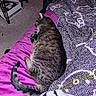 Tigger De James is registered to the contest to win money with this photo: cat, tabby_cat, sleeping, lying_down, bed, blanket, bedroom, indoors, pet, furry, striped_fur, curled_tail, relaxed, cozy, purple_bedding, patterned_blanket, carpet, furniture, flash_photography, domestic_animal