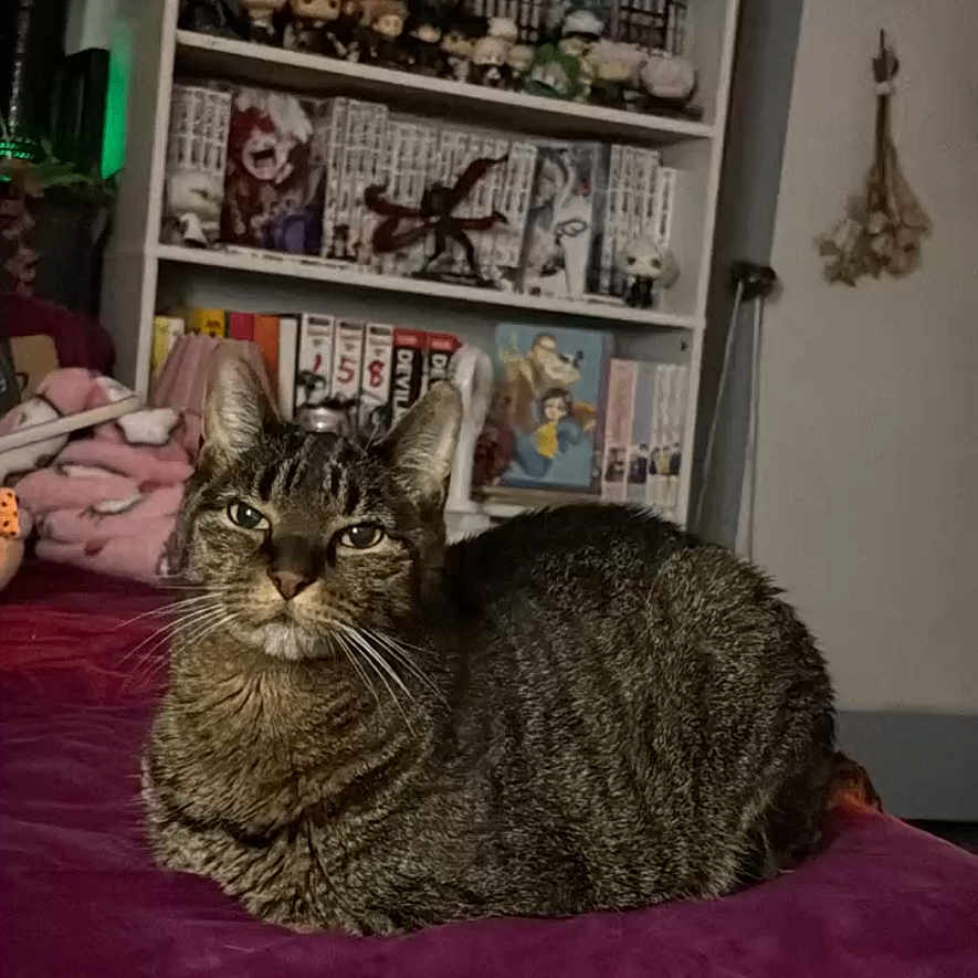 Tigger De James joined the competition — help win amazing prizes! cat, tabby, pet, animal, feline, sitting, bed, bedroom, purple_blanket, fur, whiskers, ears, eyes, portrait, indoors, bookshelf, books, toys, collectibles, cozy