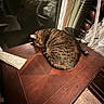 Tigger De James joined the competition — help win amazing prizes! cat, tabby_cat, sleeping, curled_up, pet, furry, brown, striped, animal, wooden_table, remote_control, window, reflection, indoors, home, furniture, cozy, night, resting, photography