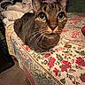 cat, feline, pet, animal, portrait, close_up, wide_eyed, green_eyes, whiskers, ears, tabby, brown_fur, sitting, bed, bedspread, floral_pattern, bedroom, indoors, cozy, photography