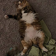 Mia is registered to the contest to win money with this photo: belly_up, blanket, carpet, cat, curious, fabric, feline, fluffy, indoor, long_hair, looking_up, lying_down, paws, pet, playful, relaxed, tabby, tail, whiskers, white_belly