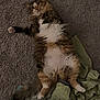 belly_up, blanket, carpet, cat, curious, fabric, feline, fluffy, indoor, long_hair, looking_up, lying_down, paws, pet, playful, relaxed, tabby, tail, whiskers, white_belly