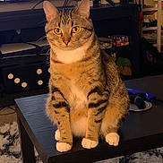 Zeze is registered to the contest to win money with this photo: carpet, cat, coffee_table, cozy, fur, furniture, home_decor, indoor, living_room, pet, portrait, remote_control, rug, shelf, sitting, tabby_cat, television, whiskers, white_paws, yellow_eyes