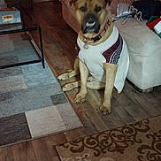Arrow is registered to the contest to win money with this photo: blanket, brown, canine, casual, couch, cozy, decor, dog, fabric, furniture, home, household, indoor, living_room, pet, relaxed, rug, seated, sweater, wood_floor
