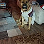blanket, brown, canine, casual, couch, cozy, decor, dog, fabric, furniture, home, household, indoor, living_room, pet, relaxed, rug, seated, sweater, wood_floor