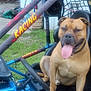 brown_dog, canine, collar, daytime, dog, fun, go_kart, grass, happy, metal_frame, outdoor, parked_car, pet, racing, seat, seatbelt, sport, steering_wheel, tongue, vehicle