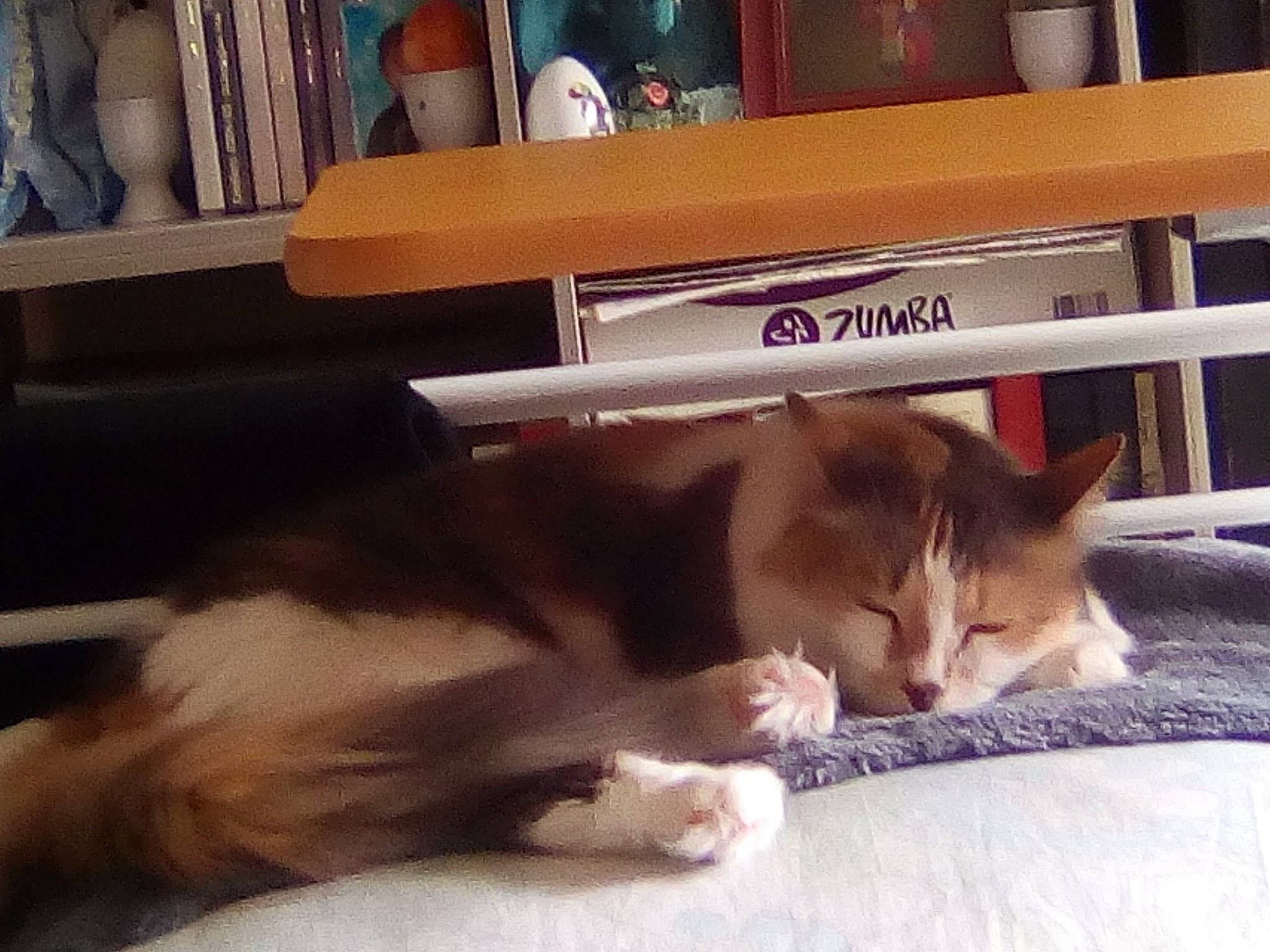 Joy a rejoint le concours — aidez-le/la à gagner de superbes lots ! carnivore, cat, domestic_short_haired_cat, ear, eye, felidae, fur, furniture, kitten, lap, leg, mammal, nap, paw, small_to_medium_sized_cats, snapshot, square, tail, whiskers